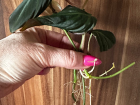 Philodendron Micans, Kasvit ja siemenet, Piha ja puutarha, Seinäjoki, Tori.fi Philodendron Micans, Kasvit ja siemenet, Piha ja puutarha, Seinäjoki, Tori.fi