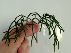 Rhipsalis cereoscula pistokkaat, Kasvit ja siemenet, Piha ja puutarha, Oulainen, Tori.fi Rhipsalis cereoscula pistokkaat, Kasvit ja siemenet, Piha ja puutarha, Oulainen, Tori.fi
