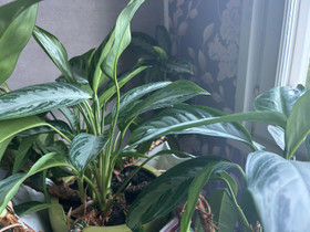 Aglaonema, Kasvit ja siemenet, Piha ja puutarha, Turku, Tori.fi Aglaonema, Kasvit ja siemenet, Piha ja puutarha, Turku, Tori.fi