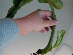 Philodendron Jose Buono pistokas, Kasvit ja siemenet, Piha ja puutarha, Kouvola, Tori.fi Philodendron Jose Buono pistokas, Kasvit ja siemenet, Piha ja puutarha, Kouvola, Tori.fi