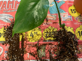 Peikonlehti albo variegata, Kasvit ja siemenet, Piha ja puutarha, Raisio, Tori.fi Peikonlehti albo variegata, Kasvit ja siemenet, Piha ja puutarha, Raisio, Tori.fi