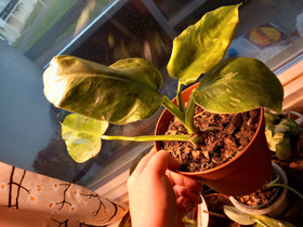 Philodendron Jose Buono, Kasvit ja siemenet, Piha ja puutarha, Kouvola, Tori.fi Philodendron Jose Buono, Kasvit ja siemenet, Piha ja puutarha, Kouvola, Tori.fi