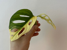 Monstera adansonii variegata latvapistokas, Kasvit ja siemenet, Piha ja puutarha, Tampere, Tori.fi Monstera adansonii variegata latvapistokas, Kasvit ja siemenet, Piha ja puutarha, Tampere, Tori.fi
