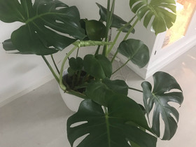 M: Iso peikonlehti, Kasvit ja siemenet, Piha ja puutarha, Kontiolahti, Tori.fi M: Iso peikonlehti, Kasvit ja siemenet, Piha ja puutarha, Kontiolahti, Tori.fi