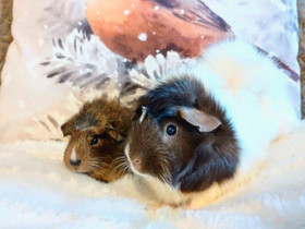 Marsuemo & poikanen, Jyrsijät, Lemmikkieläimet, Porvoo, Tori.fi Marsuemo & poikanen, Jyrsijät, Lemmikkieläimet, Porvoo, Tori.fi