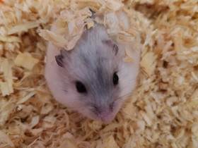 Kääpiöhamsteri talvikko, Jyrsijät, Lemmikkieläimet, Lahti, Tori.fi Kääpiöhamsteri talvikko, Jyrsijät, Lemmikkieläimet, Lahti, Tori.fi
