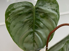 Philodendron sodiroi, Kasvit ja siemenet, Piha ja puutarha, Kuopio, Tori.fi Philodendron sodiroi, Kasvit ja siemenet, Piha ja puutarha, Kuopio, Tori.fi