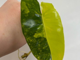 Philodendron burle Marx variegata, Kasvit ja siemenet, Piha ja puutarha, Kuopio, Tori.fi Philodendron burle Marx variegata, Kasvit ja siemenet, Piha ja puutarha, Kuopio, Tori.fi