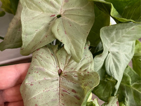 Syngonium milk confetti, Kasvit ja siemenet, Piha ja puutarha, Kuopio, Tori.fi Syngonium milk confetti, Kasvit ja siemenet, Piha ja puutarha, Kuopio, Tori.fi