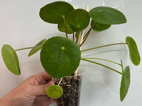 Kilpipiilea, Kasvit ja siemenet, Piha ja puutarha, Kuopio, Tori.fi Kilpipiilea, Kasvit ja siemenet, Piha ja puutarha, Kuopio, Tori.fi
