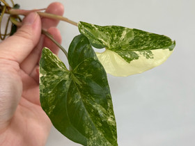 Syngonium albo, Kasvit ja siemenet, Piha ja puutarha, Kuopio, Tori.fi Syngonium albo, Kasvit ja siemenet, Piha ja puutarha, Kuopio, Tori.fi