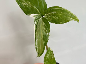 Syngonium albo, Kasvit ja siemenet, Piha ja puutarha, Kuopio, Tori.fi Syngonium albo, Kasvit ja siemenet, Piha ja puutarha, Kuopio, Tori.fi