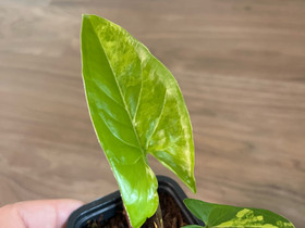 Syngonium aurea, Kasvit ja siemenet, Piha ja puutarha, Kuopio, Tori.fi Syngonium aurea, Kasvit ja siemenet, Piha ja puutarha, Kuopio, Tori.fi