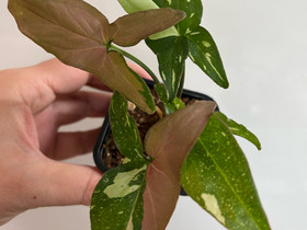 Syngonium red spot tricolor, Kasvit ja siemenet, Piha ja puutarha, Kuopio, Tori.fi Syngonium red spot tricolor, Kasvit ja siemenet, Piha ja puutarha, Kuopio, Tori.fi