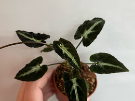 Syngonium rayii, Kasvit ja siemenet, Piha ja puutarha, Kuopio, Tori.fi Syngonium rayii, Kasvit ja siemenet, Piha ja puutarha, Kuopio, Tori.fi