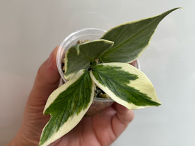 Hoya polyneura albomarginata, Kasvit ja siemenet, Piha ja puutarha, Kuopio, Tori.fi Hoya polyneura albomarginata, Kasvit ja siemenet, Piha ja puutarha, Kuopio, Tori.fi