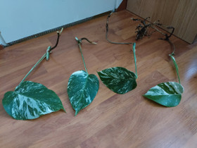 Monstera Variegata, Kasvit ja siemenet, Piha ja puutarha, Jyväskylä, Tori.fi Monstera Variegata, Kasvit ja siemenet, Piha ja puutarha, Jyväskylä, Tori.fi