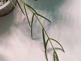 Hoya linearis, Kasvit ja siemenet, Piha ja puutarha, Ylöjärvi, Tori.fi Hoya linearis, Kasvit ja siemenet, Piha ja puutarha, Ylöjärvi, Tori.fi