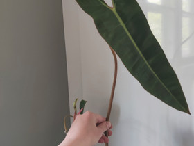 Philodendron Billietiae, Kasvit ja siemenet, Piha ja puutarha, Riihimäki, Tori.fi Philodendron Billietiae, Kasvit ja siemenet, Piha ja puutarha, Riihimäki, Tori.fi