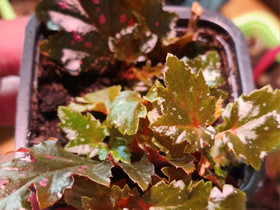 Begonia Sera ti petala, Kasvit ja siemenet, Piha ja puutarha, Tampere, Tori.fi Begonia Sera ti petala, Kasvit ja siemenet, Piha ja puutarha, Tampere, Tori.fi
