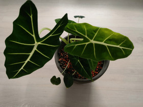 Alocasia Frydek, Kasvit ja siemenet, Piha ja puutarha, Tampere, Tori.fi Alocasia Frydek, Kasvit ja siemenet, Piha ja puutarha, Tampere, Tori.fi