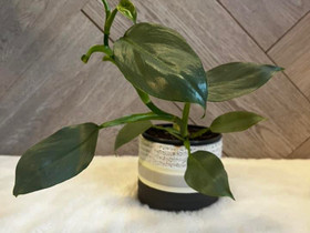 Philodendron Silver Sword, Kasvit ja siemenet, Piha ja puutarha, Ylöjärvi, Tori.fi Philodendron Silver Sword, Kasvit ja siemenet, Piha ja puutarha, Ylöjärvi, Tori.fi