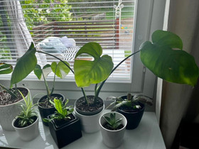 Monstera Deliciosa latvapistokas, Kasvit ja siemenet, Piha ja puutarha, Ylöjärvi, Tori.fi Monstera Deliciosa latvapistokas, Kasvit ja siemenet, Piha ja puutarha, Ylöjärvi, Tori.fi