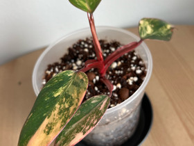 Philodendron Strawberry Shake, Kasvit ja siemenet, Piha ja puutarha, Tampere, Tori.fi Philodendron Strawberry Shake, Kasvit ja siemenet, Piha ja puutarha, Tampere, Tori.fi