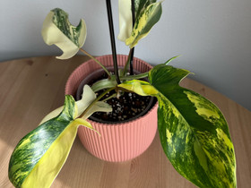 Philodendron / Köynnösvehka Florida Beauty, Kasvit ja siemenet, Piha ja puutarha, Tampere, Tori.fi Philodendron / Köynnösvehka Florida Beauty, Kasvit ja siemenet, Piha ja puutarha, Tampere, Tori.fi