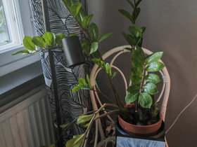 Kumipuu, palmuvehka ja muutama anopinkielen alku, Kasvit ja siemenet, Piha ja puutarha, Tampere, Tori.fi Kumipuu, palmuvehka ja muutama anopinkielen alku, Kasvit ja siemenet, Piha ja puutarha, Tampere, Tori.fi