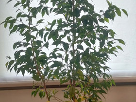 Ficus Benjamina, 130cm, Kasvit ja siemenet, Piha ja puutarha, Riihimäki, Tori.fi Ficus Benjamina, 130cm, Kasvit ja siemenet, Piha ja puutarha, Riihimäki, Tori.fi