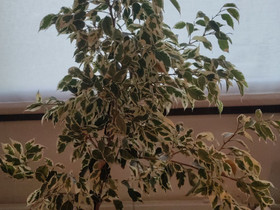 Ficus Benjamina Variegata, 85cm, Kasvit ja siemenet, Piha ja puutarha, Riihimäki, Tori.fi Ficus Benjamina Variegata, 85cm, Kasvit ja siemenet, Piha ja puutarha, Riihimäki, Tori.fi