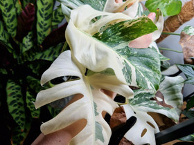 Monstera variegata 3-lehtinen latva, Kasvit ja siemenet, Piha ja puutarha, Tampere, Tori.fi Monstera variegata 3-lehtinen latva, Kasvit ja siemenet, Piha ja puutarha, Tampere, Tori.fi