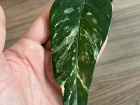 VARATTU Epiremnum pinnatum albo variegata, Kasvit ja siemenet, Piha ja puutarha, Kuopio, Tori.fi VARATTU Epiremnum pinnatum albo variegata, Kasvit ja siemenet, Piha ja puutarha, Kuopio, Tori.fi