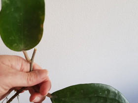 Hoya Cinnamomifolia var purpureofusca, Kasvit ja siemenet, Piha ja puutarha, Kuopio, Tori.fi Hoya Cinnamomifolia var purpureofusca, Kasvit ja siemenet, Piha ja puutarha, Kuopio, Tori.fi
