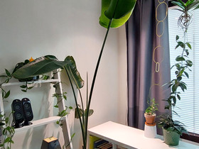 Strelitzia reginae, Kasvit ja siemenet, Piha ja puutarha, Tampere, Tori.fi Strelitzia reginae, Kasvit ja siemenet, Piha ja puutarha, Tampere, Tori.fi
