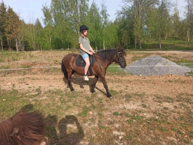 Russi, Hevoset ja ponit, Hevoset ja hevosurheilu, Hämeenlinna, Tori.fi Russi, Hevoset ja ponit, Hevoset ja hevosurheilu, Hämeenlinna, Tori.fi