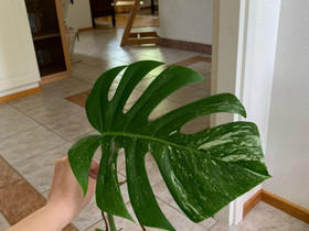 Monstera Variegata, Kasvit ja siemenet, Piha ja puutarha, Ruovesi, Tori.fi Monstera Variegata, Kasvit ja siemenet, Piha ja puutarha, Ruovesi, Tori.fi