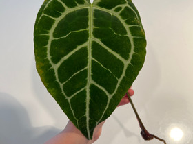 Anthurium Crystallinum pistokas nro 2, Kasvit ja siemenet, Piha ja puutarha, Oulu, Tori.fi Anthurium Crystallinum pistokas nro 2, Kasvit ja siemenet, Piha ja puutarha, Oulu, Tori.fi