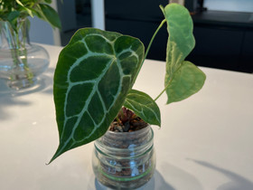 Anthurium Crystallinum nro 4, Kasvit ja siemenet, Piha ja puutarha, Oulu, Tori.fi Anthurium Crystallinum nro 4, Kasvit ja siemenet, Piha ja puutarha, Oulu, Tori.fi