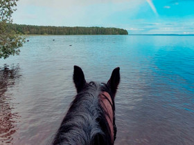 Etsinnässä vuokrahevonen, Hevoset ja ponit, Hevoset ja hevosurheilu, Lappeenranta, Tori.fi Etsinnässä vuokrahevonen, Hevoset ja ponit, Hevoset ja hevosurheilu, Lappeenranta, Tori.fi