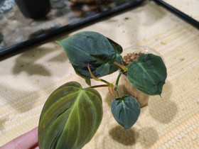 Samettiköynnösvehka / Philodendron micans, Kasvit ja siemenet, Piha ja puutarha, Vantaa, Tori.fi Samettiköynnösvehka / Philodendron micans, Kasvit ja siemenet, Piha ja puutarha, Vantaa, Tori.fi