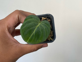 Philodendron Gloriosum, Kasvit ja siemenet, Piha ja puutarha, Espoo, Tori.fi Philodendron Gloriosum, Kasvit ja siemenet, Piha ja puutarha, Espoo, Tori.fi