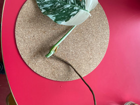 Monstera albo borsigiana variegata, Kasvit ja siemenet, Piha ja puutarha, Jyväskylä, Tori.fi Monstera albo borsigiana variegata, Kasvit ja siemenet, Piha ja puutarha, Jyväskylä, Tori.fi
