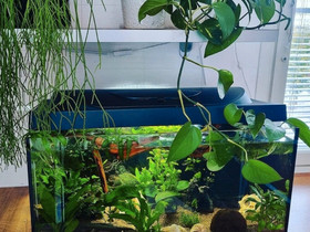 Tetra Starter Line 54 litraa led-valokannella, Kalat ja akvaariot, Lemmikkieläimet, Ii, Tori.fi Tetra Starter Line 54 litraa led-valokannella, Kalat ja akvaariot, Lemmikkieläimet, Ii, Tori.fi