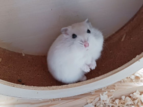 Hamsteri + Tarvike, Jyrsijät, Lemmikkieläimet, Oulu, Tori.fi Hamsteri + Tarvike, Jyrsijät, Lemmikkieläimet, Oulu, Tori.fi