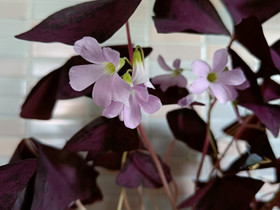 Oxalis triangularis, kolmiokäenkaali 3kpl, Kasvit ja siemenet, Piha ja puutarha, Oulainen, Tori.fi Oxalis triangularis, kolmiokäenkaali 3kpl, Kasvit ja siemenet, Piha ja puutarha, Oulainen, Tori.fi