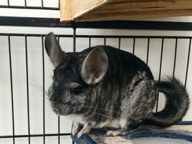 Nuori chinchilla, Jyrsijät, Lemmikkieläimet, Turku, Tori.fi Nuori chinchilla, Jyrsijät, Lemmikkieläimet, Turku, Tori.fi