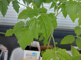 Tomaatin taimia "Marmande ", Kasvit ja siemenet, Piha ja puutarha, Lappeenranta, Tori.fi Tomaatin taimia "Marmande ", Kasvit ja siemenet, Piha ja puutarha, Lappeenranta, Tori.fi