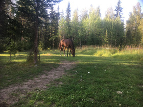 Laidunpaikka, Hevoset ja ponit, Hevoset ja hevosurheilu, Juuka, Tori.fi Laidunpaikka, Hevoset ja ponit, Hevoset ja hevosurheilu, Juuka, Tori.fi